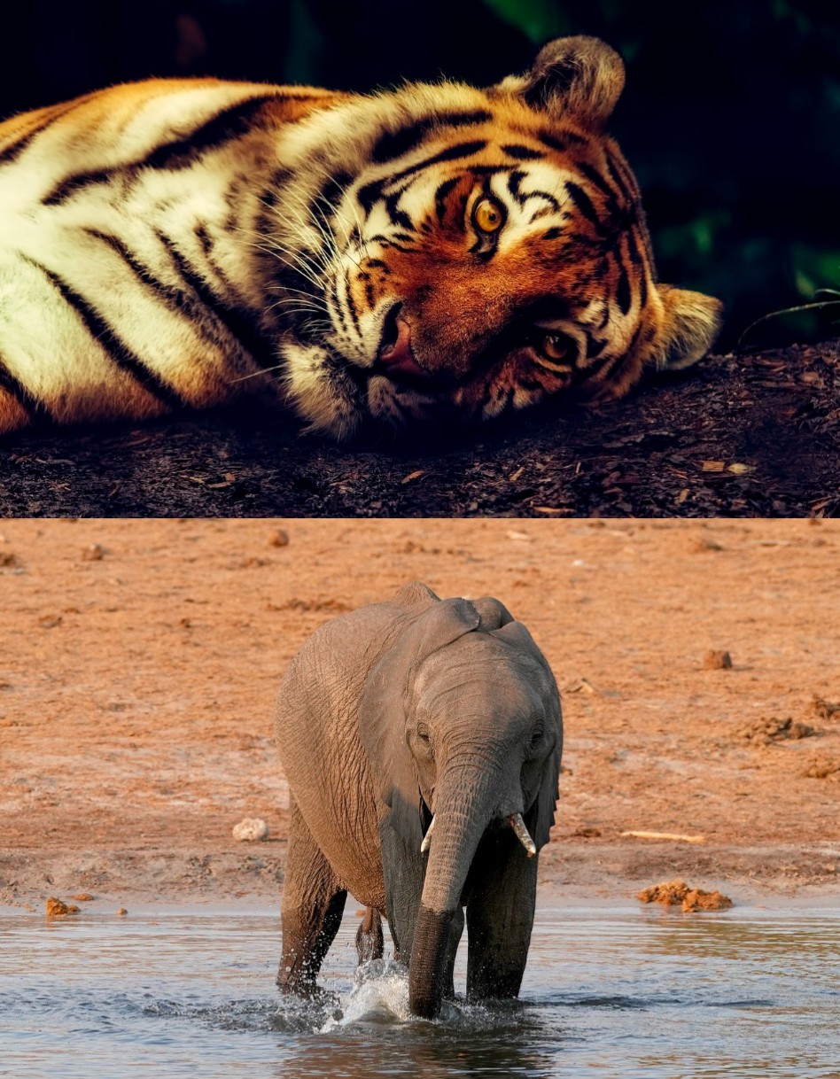 ਕਹਾਣੀ : ਸ਼ਰਾਰਤੀ ਚੀਤਾ